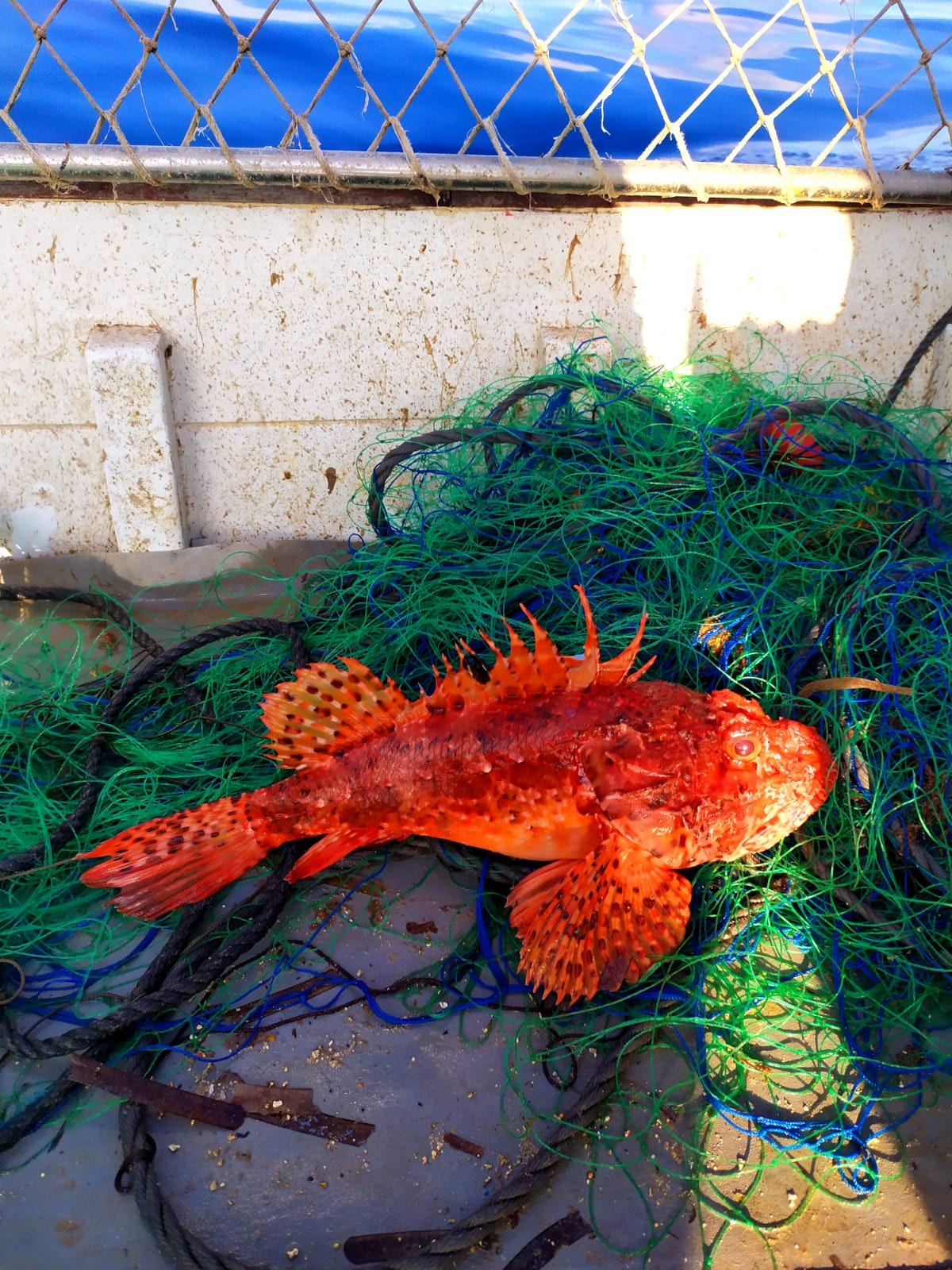 Un cap-roig recién pescado sobre las redes verdes de la barca